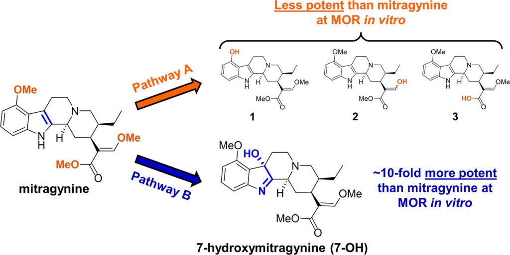 Potential breakdown pathways of mitragynine