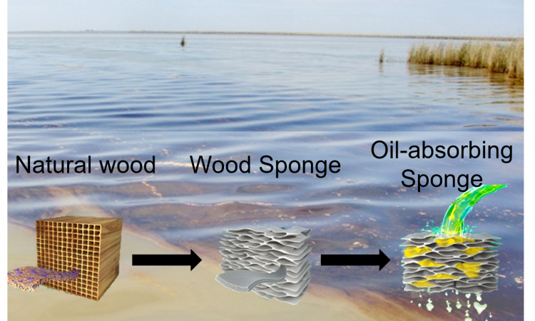 A Wood Sponge For Cleaning Oil Spills Chembites