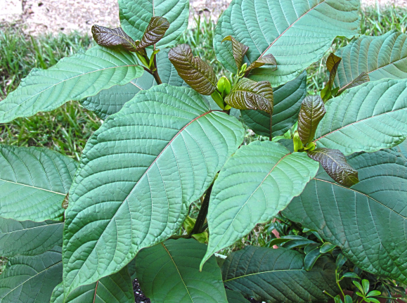 Young M. speciosa (kratom) tree