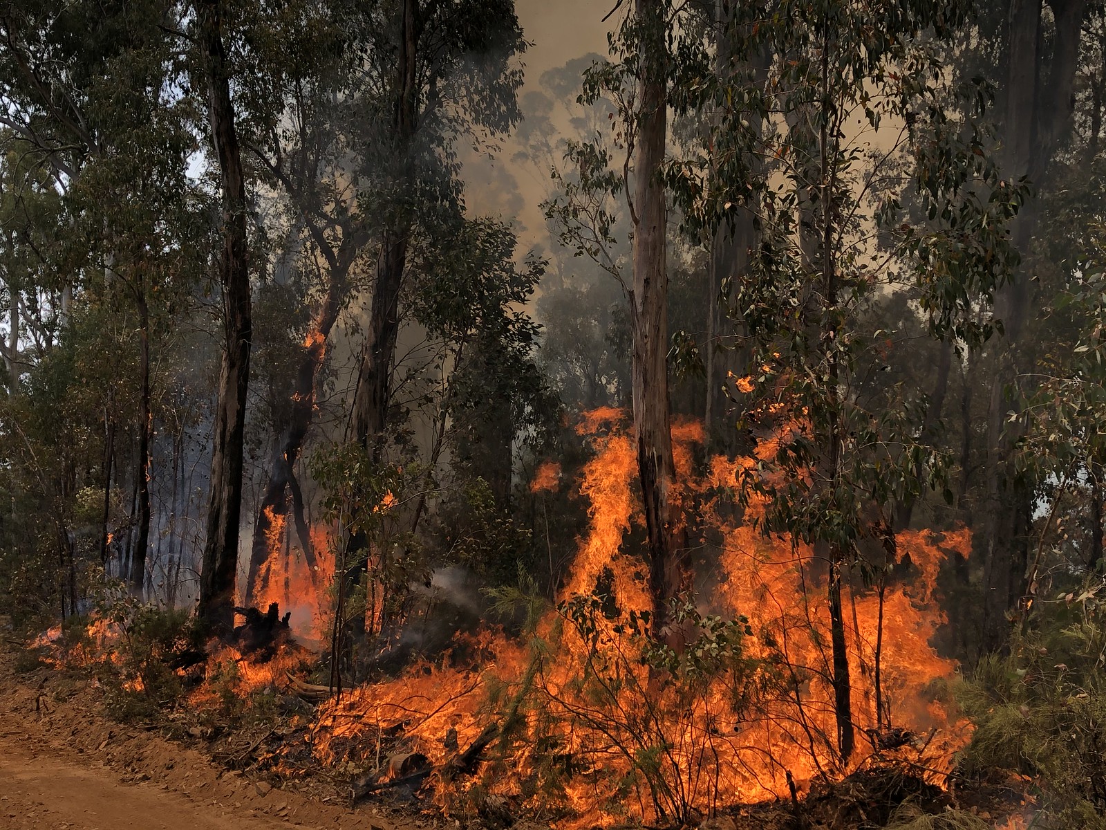 The Chemistry Behind Bushfires – Chembites