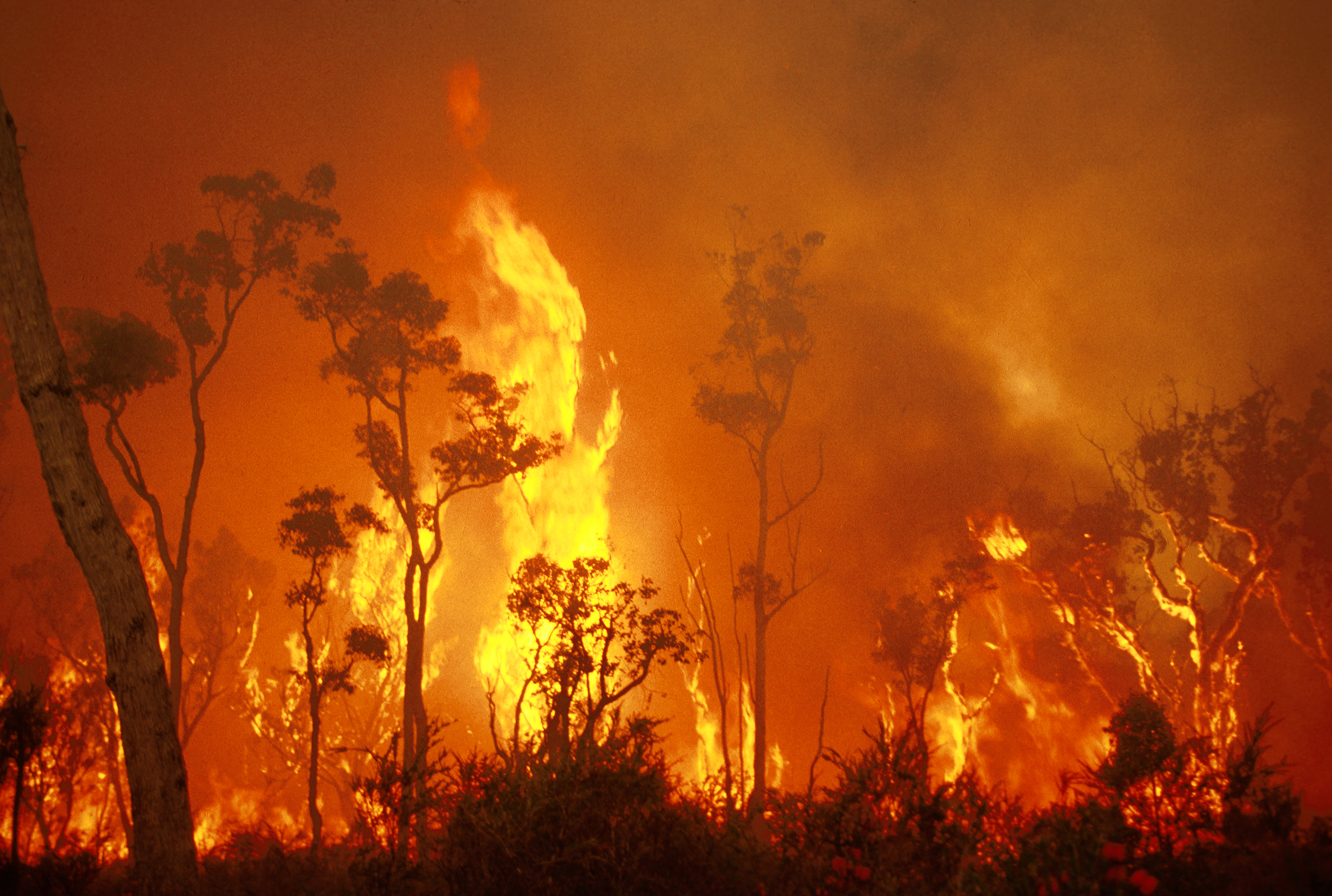 bushfire cover photo – Chembites
