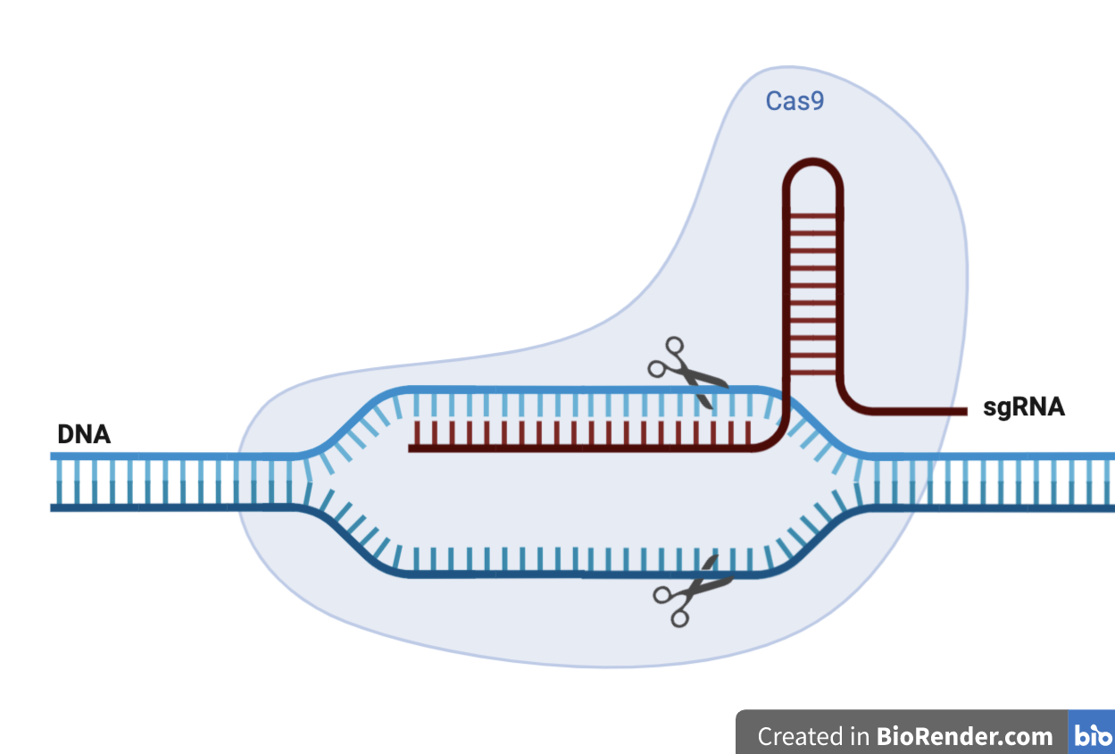 Putting chemists out of business- the immunotherapy revolution – Chembites