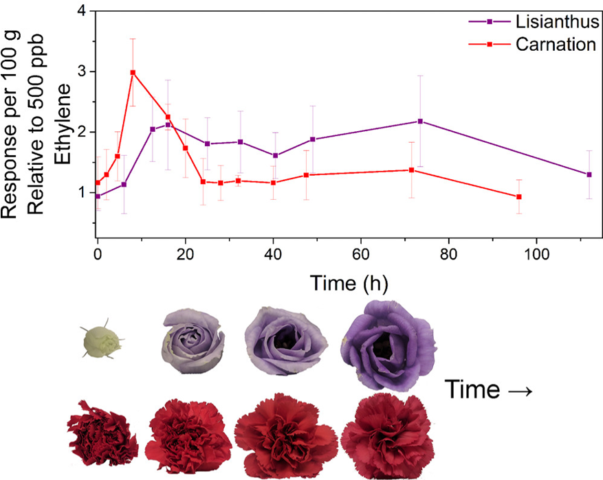 Monitoring plant maturation with a Wack reaction – Chembites