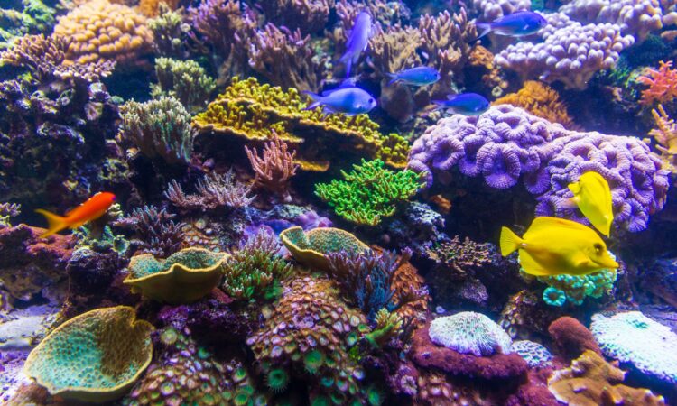 The Biggest Small Problem: Microplastics in the Coral Reef – Chembites