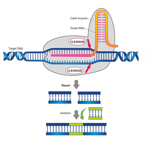 The genetic editing tools are still evolving! Read on to find how scientists are looking to optimize the genetic editing tool CRISPRi to gain the most knowledge while using the least resources.