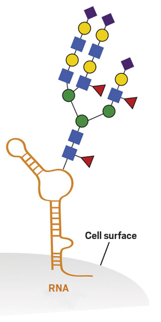 Designing an Imaging Technique to Visualize Glycosylated RNAs in Cells.