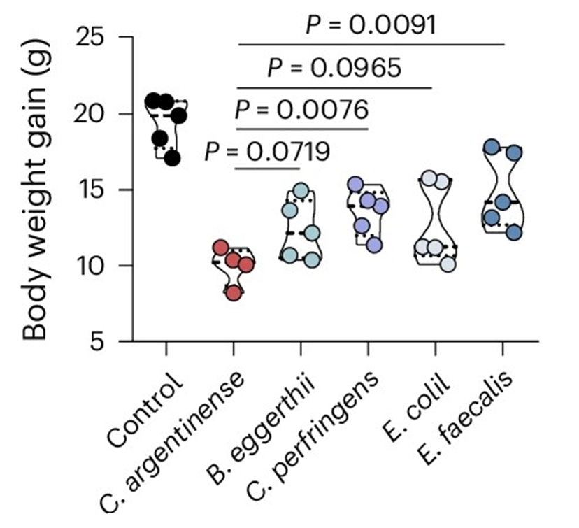Weight gain in mice after treatment with different bacterial strains