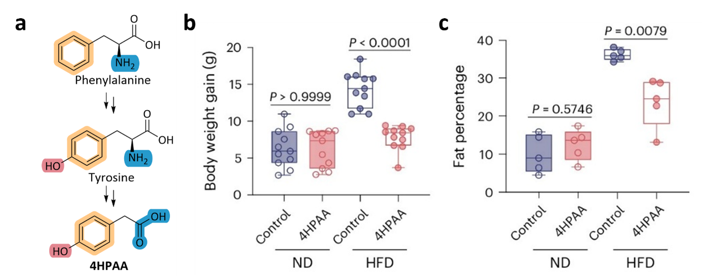 Chemical breakdown of amino acids into 4HPAA and its effect on weight gain in mice fed a high-fat diet