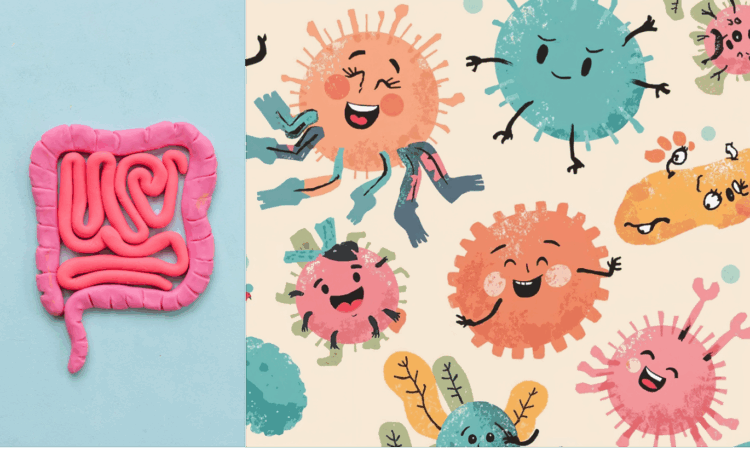 Illustration of gut bacteria inside the human digestive tract