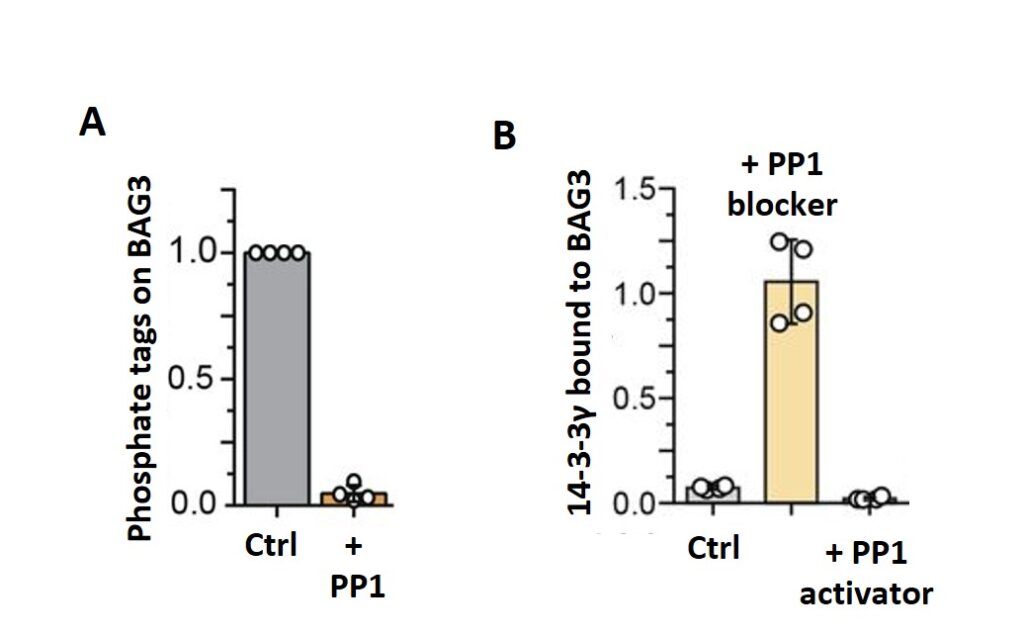 Figure 1. A: PP1 removes a phosphate tag from a specific region of BAG3. B: PP1 activity controls BAG3’s connection with 14-3-3γ