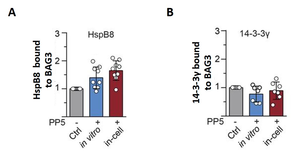 Figure 2. A: PP5 increases how much HspB8 binds to BAG3. B: PP5 does not change how much 14-3-3γ binds to BAG3.