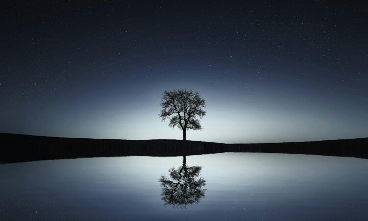Mirror image of a tree symbolising L- and D-celluloses.